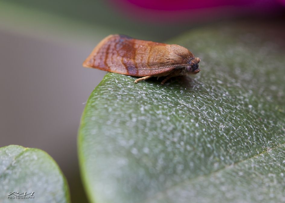 Microvlinder van de bladrollerfamilie?